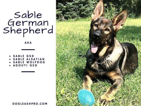 What is Sable German Shepherd