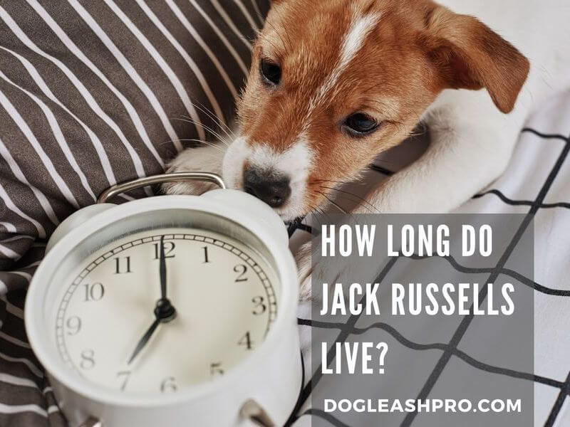 how long do beagle jack russells live