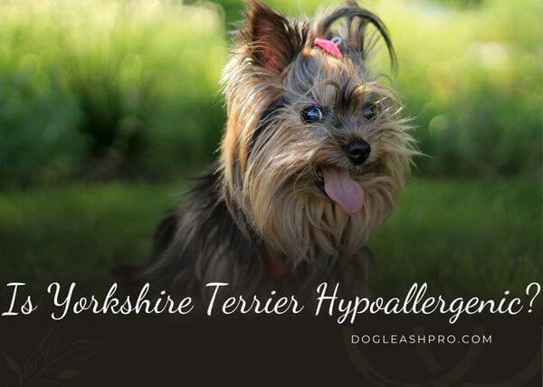 Yorkshire Terrier Hypoallergenic