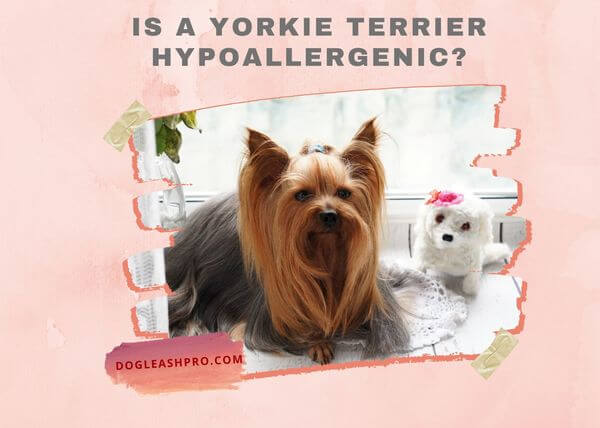 Is a Yorkshire Terrier Hypoallergenic