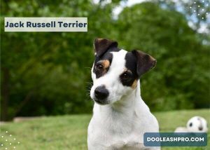 Blue Heeler Jack Russell Mix: Complete Guide - Dog Leash Pro