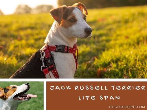 Lifespan of Jack Russell Terrier