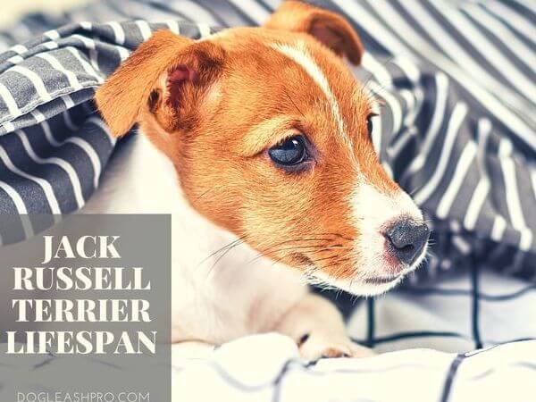 Do Jack Russells have health problems