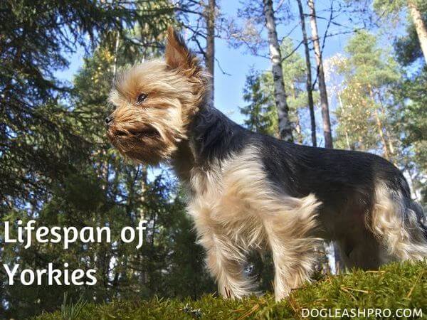 Lifespan of Yorkies