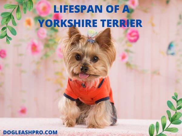 Lifespan Yorkshire Terrier