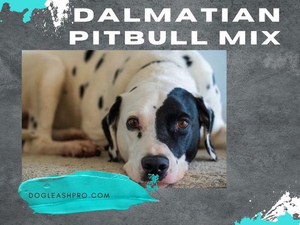 Dalmatian Pit