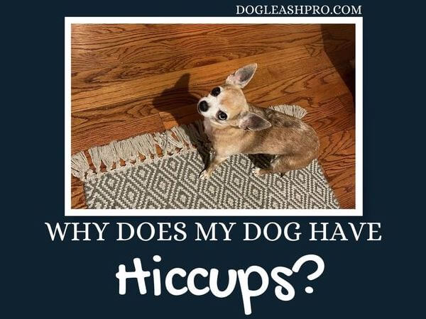 Why does my dog have the Hiccups