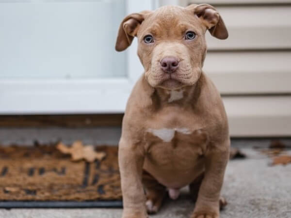 American Pit Bull Terrier puppy