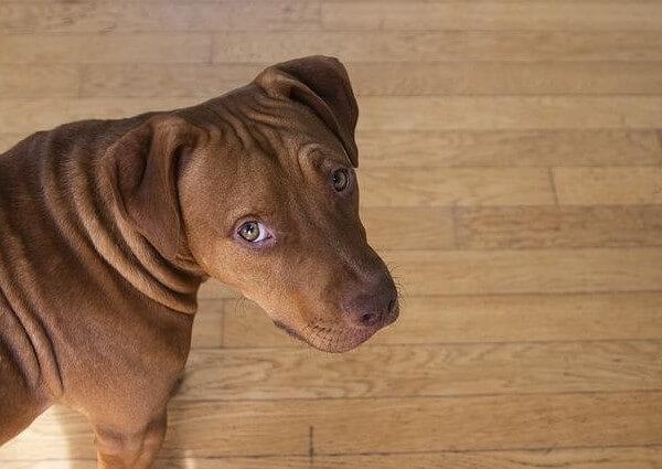 Pitbull Belgian Malinois Mix