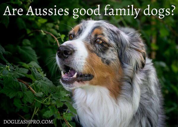 are australian shepherds good with goats