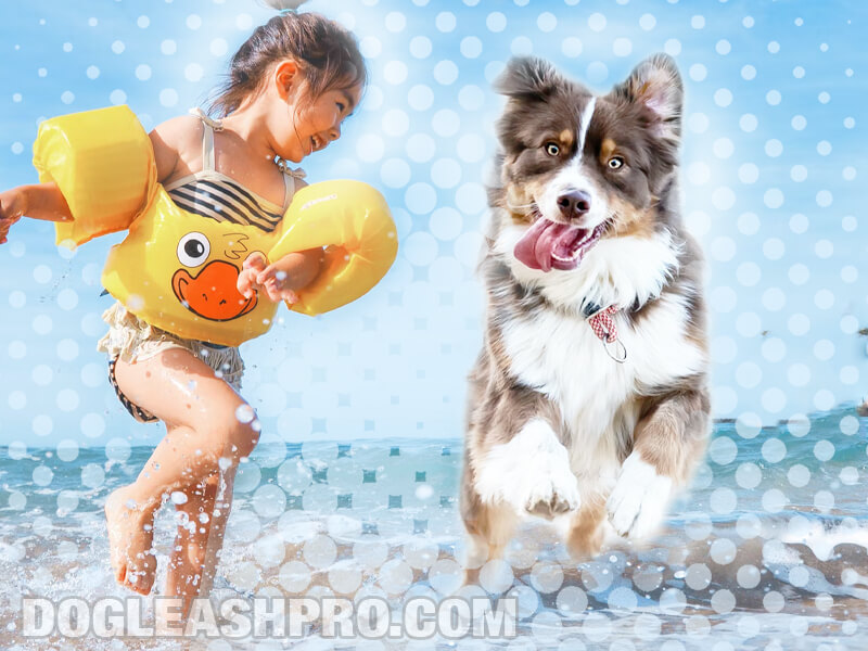 Are Australian Shepherds Good With Kids