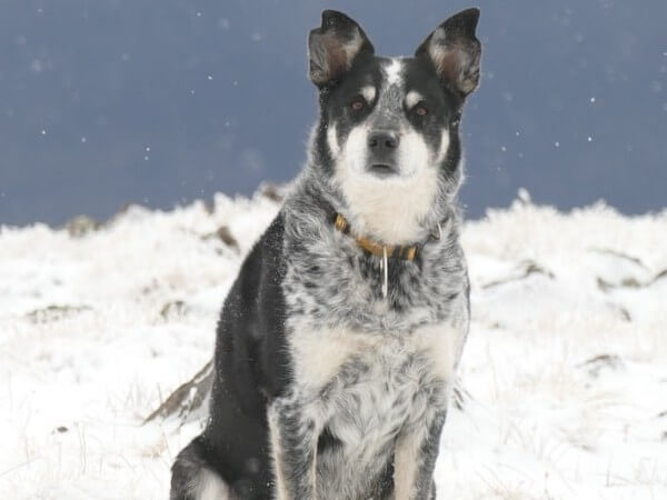 husky blue heeler mix