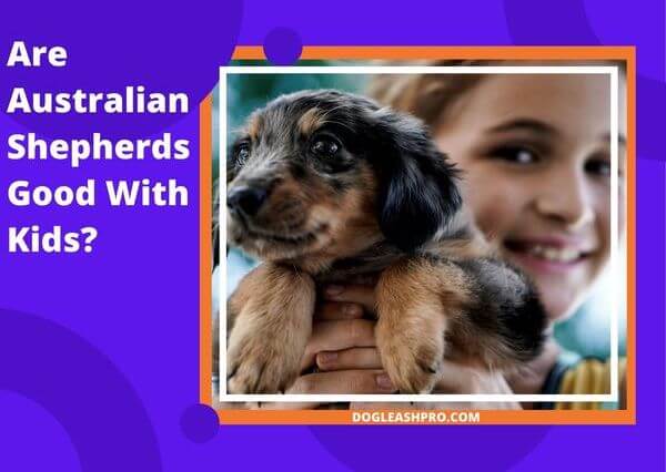 Australian Shepherds good with kids