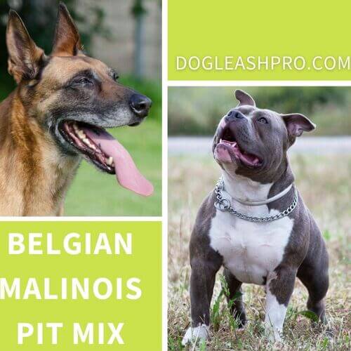 Belgian Malinois Pit Mix