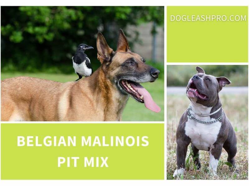 Belgian Malinois Pit Mix