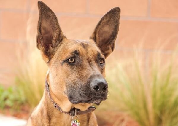 belgian shepherd is a mixed breed