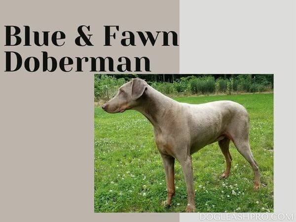 what is a fawn doberman