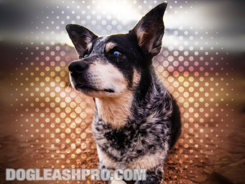 Blue Heeler Husky Mix