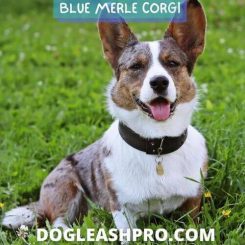 Blue Merle Corgi