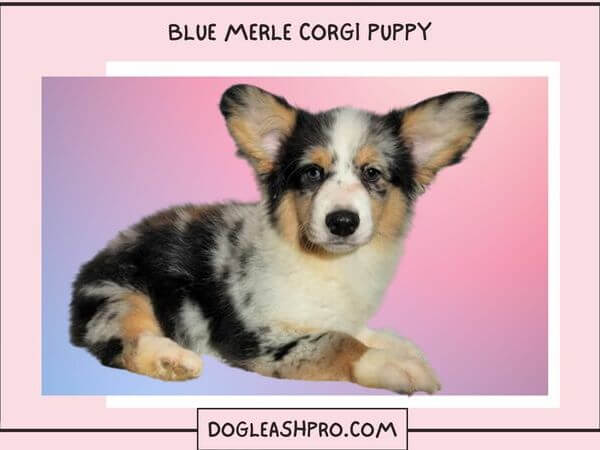 Blue Merle Cardigan Corgi puppy
