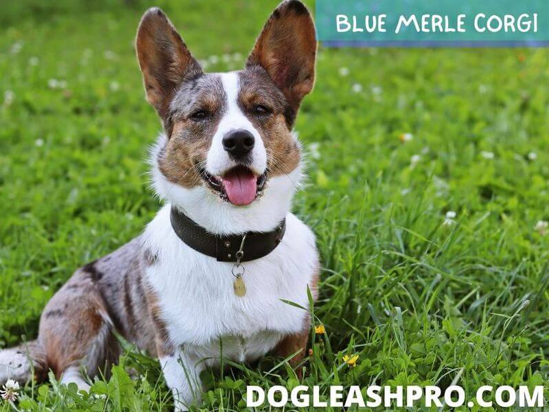 Blue Merle Corgi