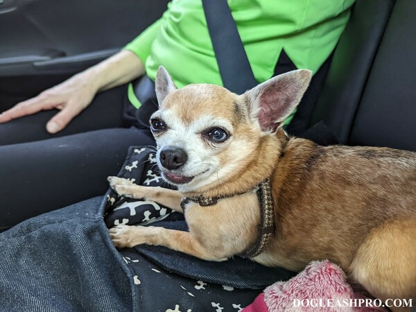 Full grown Maltese cross Chihuahua