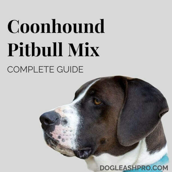 Coonhound Pitbull Mix