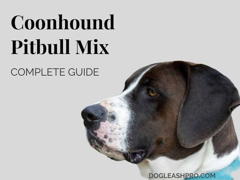 Coonhound Pitbull Mix