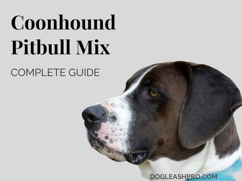 are redbone coonhounds aggressive