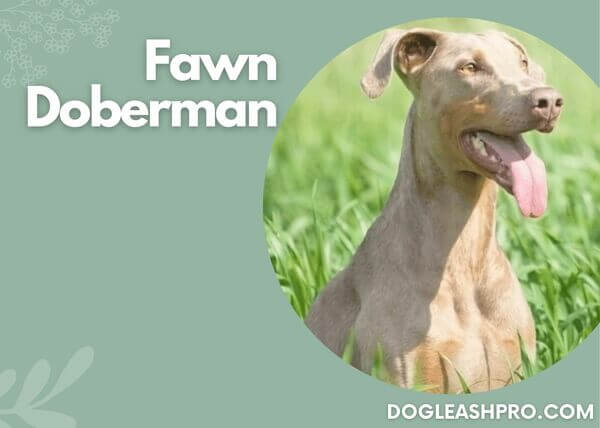 what is a fawn doberman