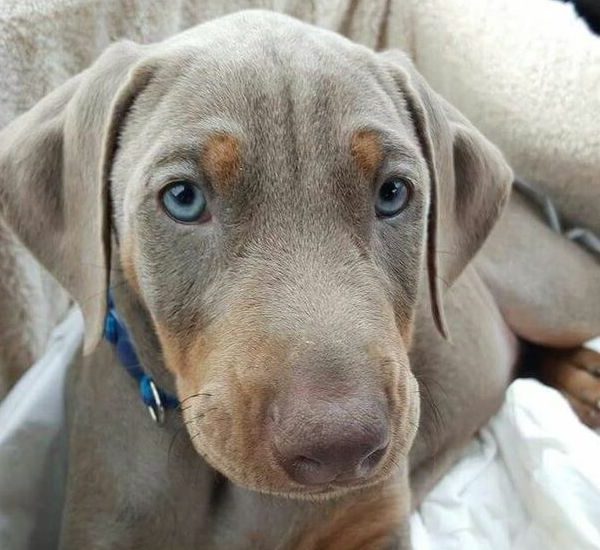 Fawn Doberman puppies for sale near me