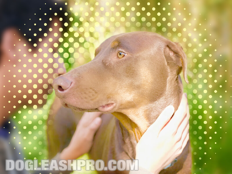 Fawn Doberman: Complete Guide - Dog Leash Pro