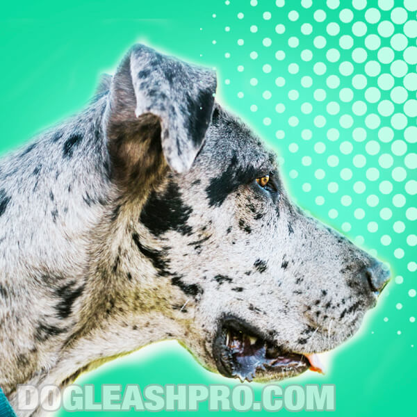 Great Dane Husky Mix: Complete Guide - Dog Leash Pro
