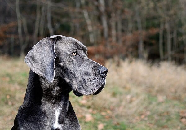 GreatDane Husky Mix