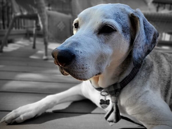 blue tick hound pitbull mix