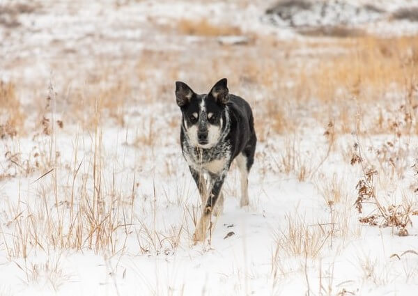 are blue heeler and husky mix good breed