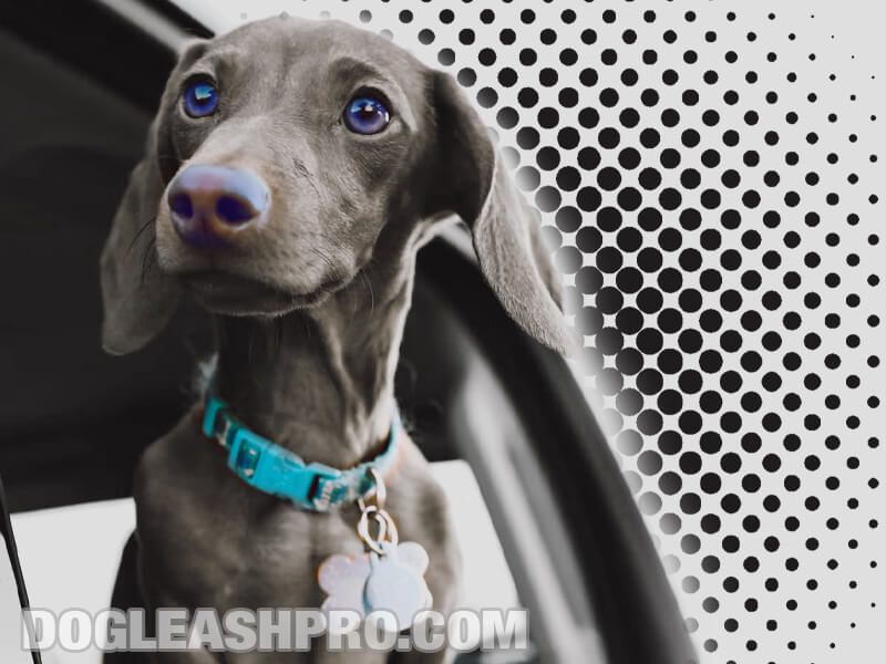 Isabella Dachshund: Complete Guide - Dog Leash Pro