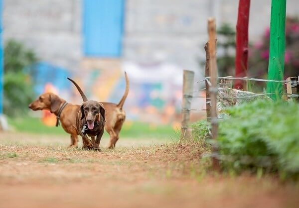 what is an isabella dachshund