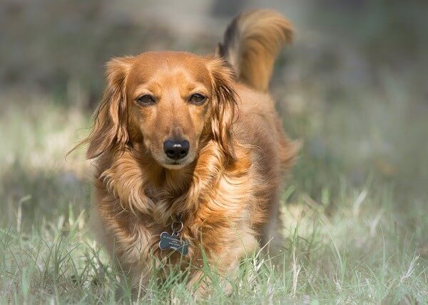 Long Haired Isabella Dapple Dachshund