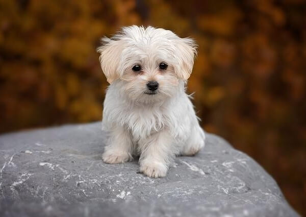 We're were told he was a maltese x Chihuahua mix : r/DogBreeds101