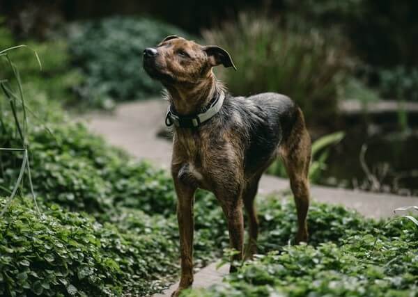 Plott Hound Mix Pitbull