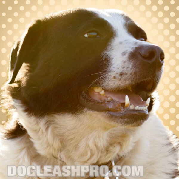 St Bernard Husky Mix: Complete Guide - Dog Leash Pro