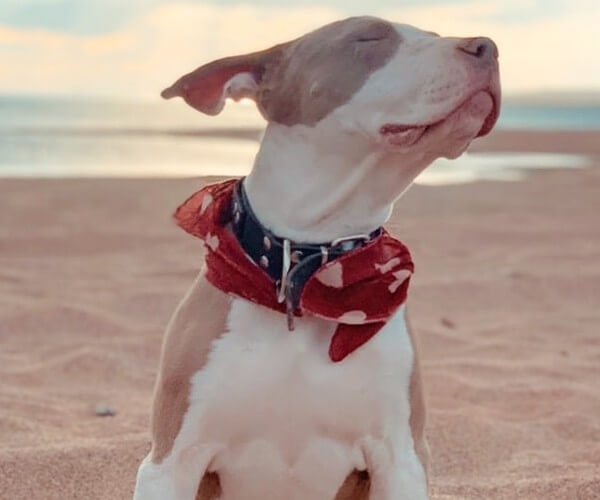 Plott Hound Mixed With Pitbull