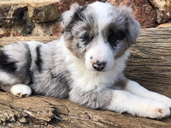 Blue Merle Aussie Doodle