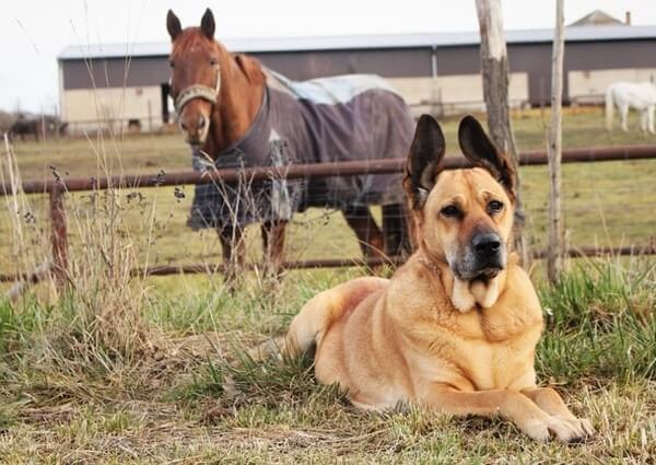 Blonde German Shepherds