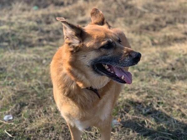 Blonde German Shephard