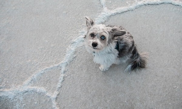 Blue Merle Aussiedoodle puppies for sale near me