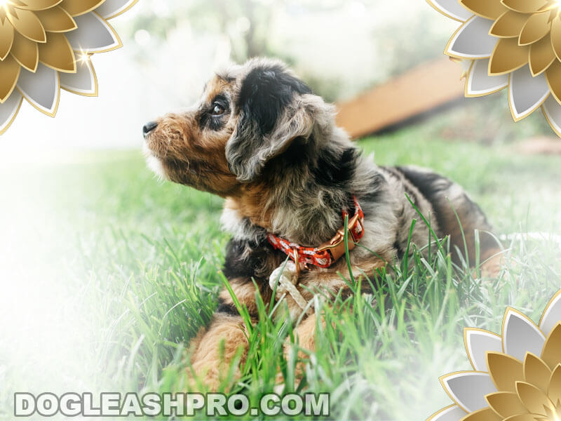 Blue Merle Aussiedoodle