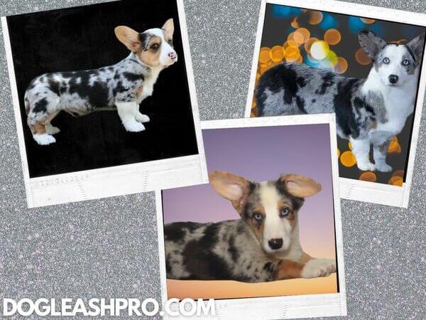 Blue merle corgi for clearance sale