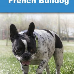Blue Merle French Bulldog
